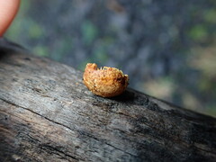 Pleuroflammula praestans