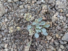 Physaria kingii