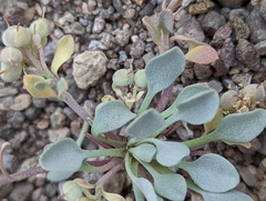 Physaria kingii