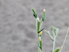 Mentzelia montana