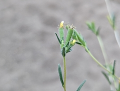 Mentzelia montana