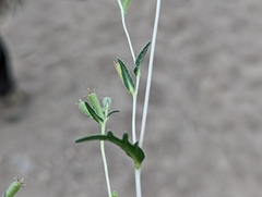 Mentzelia montana