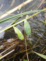 Sagittaria sagittifolia