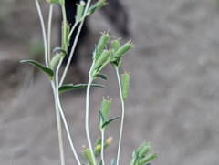Mentzelia montana