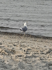 Larus argentatus