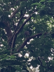 Accipiter trivirgatus