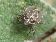 Eudolycoris alluaudi