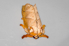 Mahanta quadrilinea