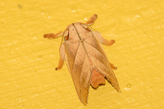 Mahanta quadrilinea