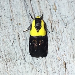 Rectiostoma xanthobasis