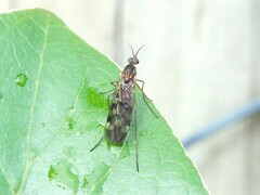 Sylvicola undulatus