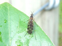 Sylvicola undulatus