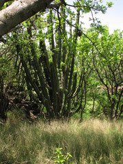 Isolatocereus dumortieri