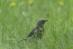 Turdus pilaris