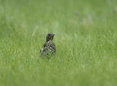Turdus pilaris