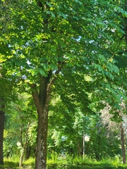 Aesculus hippocastanum