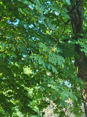 Aesculus hippocastanum