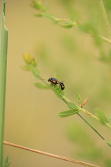 Cryptocephalus moraei