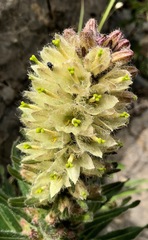 Campanula thyrsoides