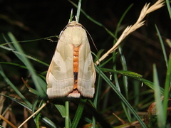 Noctua fimbriata