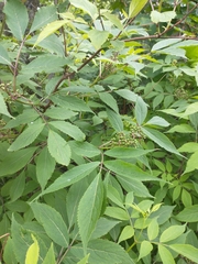Sambucus racemosa