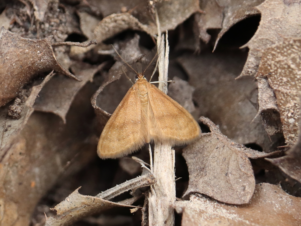 Anthometra