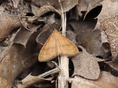 Anthometra plumularia