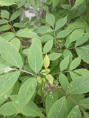 Sambucus racemosa