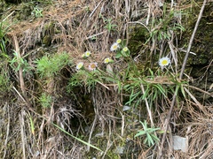 Erigeron morrisonensis morrisonensis