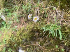 Erigeron morrisonensis morrisonensis