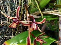 Cymbidium bicolor pubescens