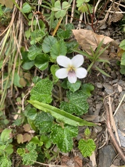 Viola adenothrix tsugitakaensis