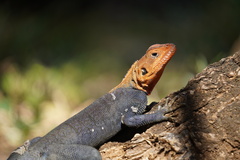 Agama agama