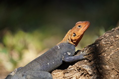Agama agama