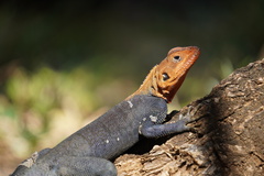 Agama agama