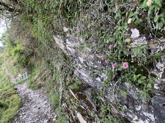 Erigeron morrisonensis