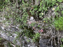 Erigeron morrisonensis