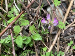 Astragalus nokoensis