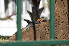 Agama agama