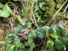 Cotoneaster rosiflorus