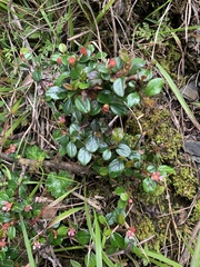 Cotoneaster rosiflorus