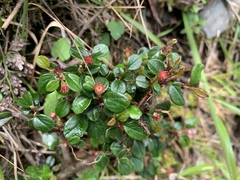 Cotoneaster rosiflorus