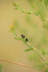 Cryptocephalus moraei