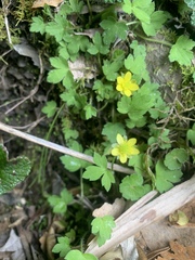 Ranunculus taisanensis