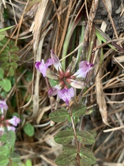 Astragalus nokoensis