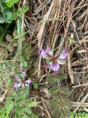Astragalus nokoensis