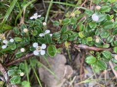 Cotoneaster morrisonensis