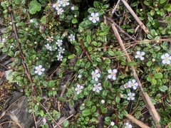Cotoneaster morrisonensis