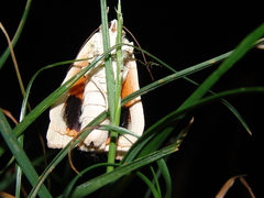 Noctua fimbriata