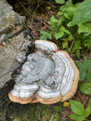 Fomes fomentarius
